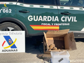 Detenido un hombre en Valencia que transportaba 10 tortugas de una especie en peligro de extinción