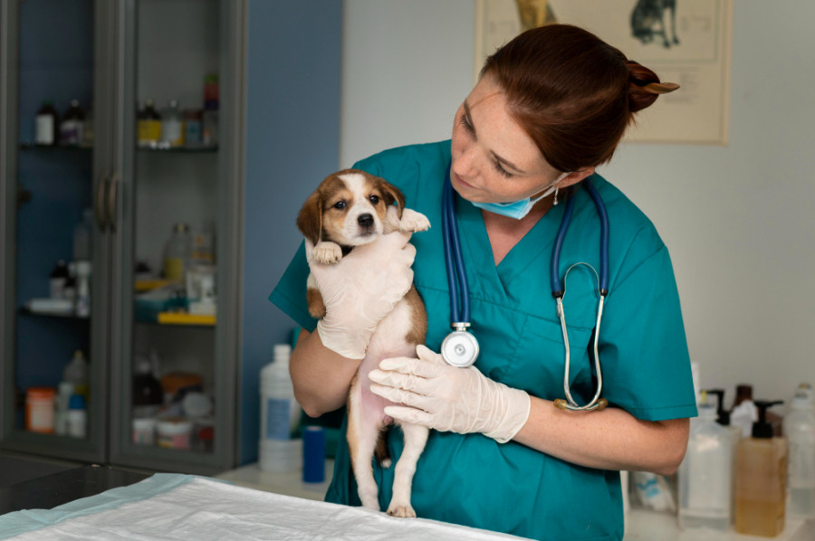 Veterinaria