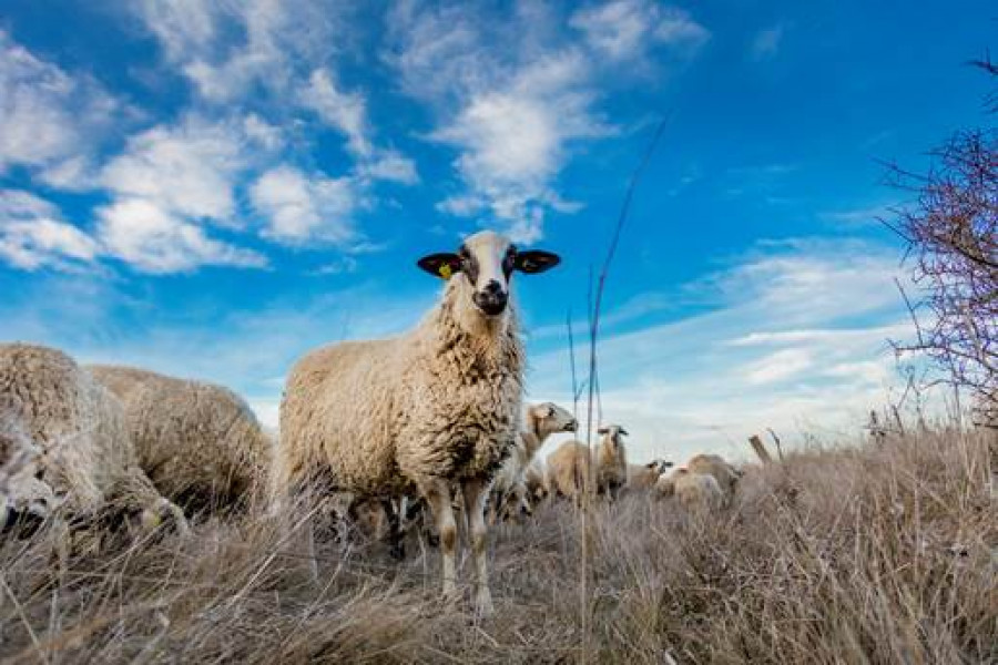 Msd ovino ovejas enfermedades respiratorias