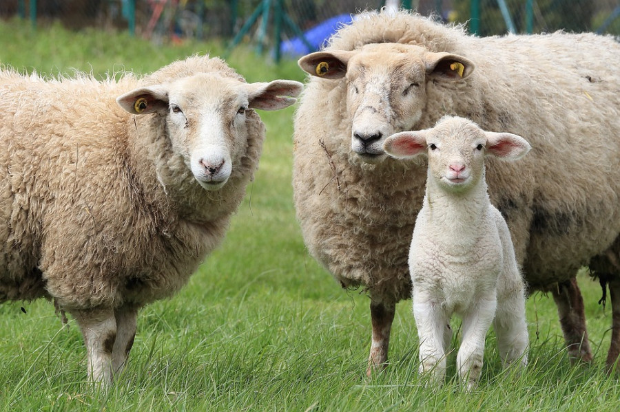 toxoplasmosis ovina ovejas investigación