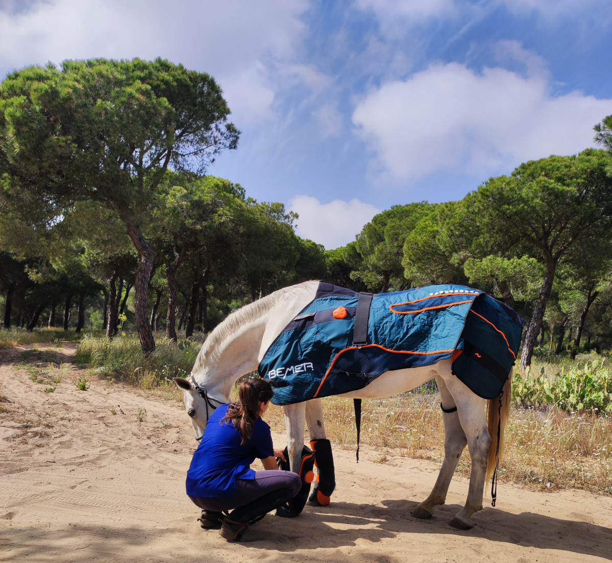 Caballo lucu00eda