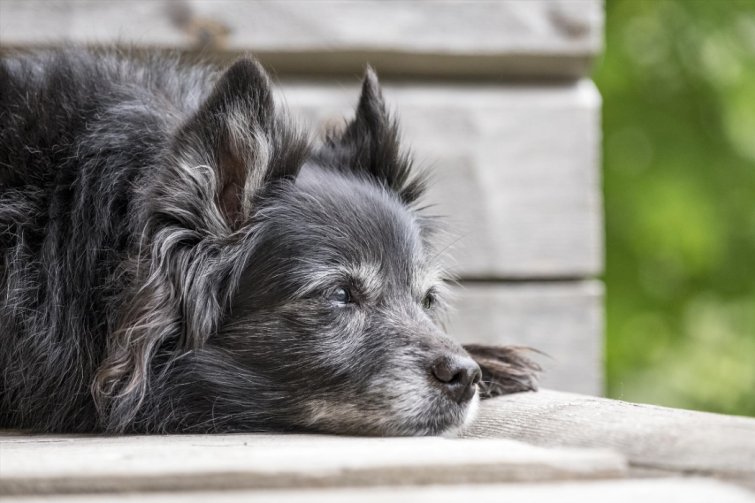 El Alzheimer o síndrome de disfunción cognitiva de los perros y gatos