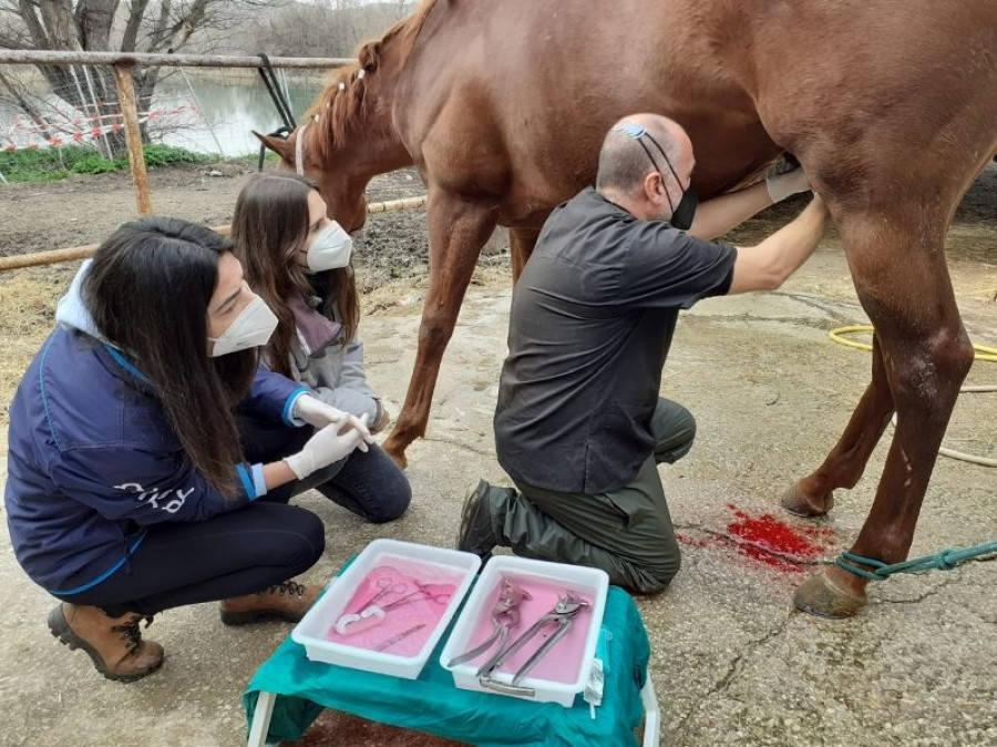 OCV comunicado grado veterinaria