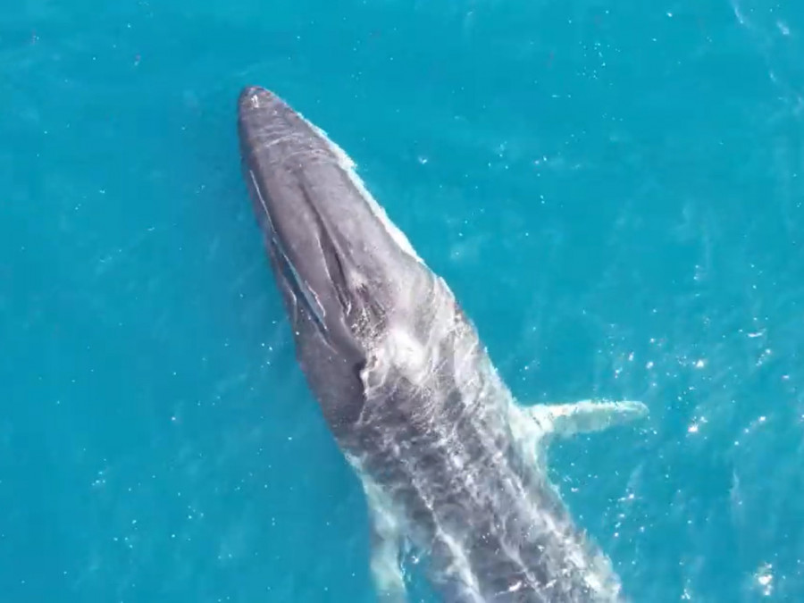 Ballena guardia civil