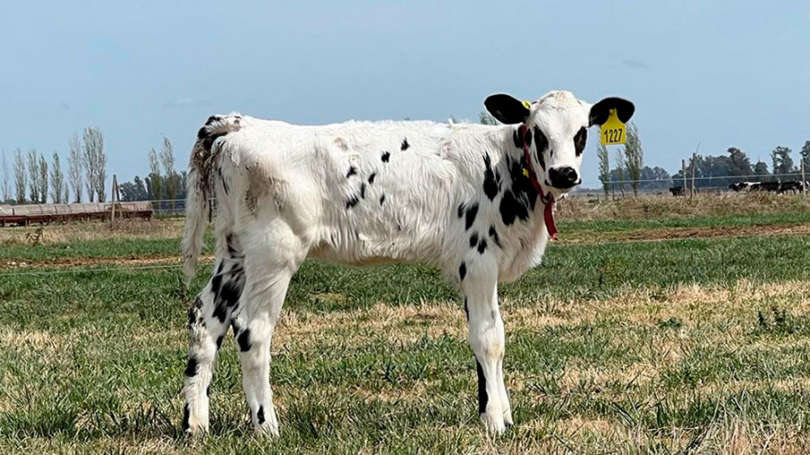 vaca rumiantes leche