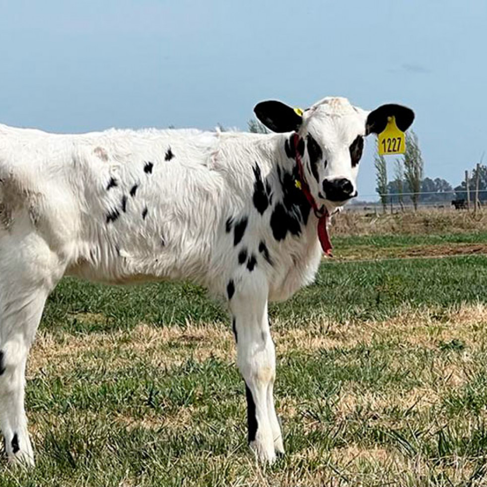 Identifican un mecanismo viral relacionado con la aparición de tumores en ganado bovino