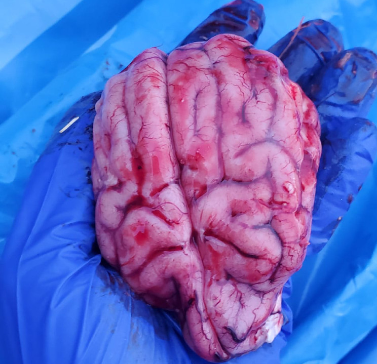 Cerebro perro aujezsky