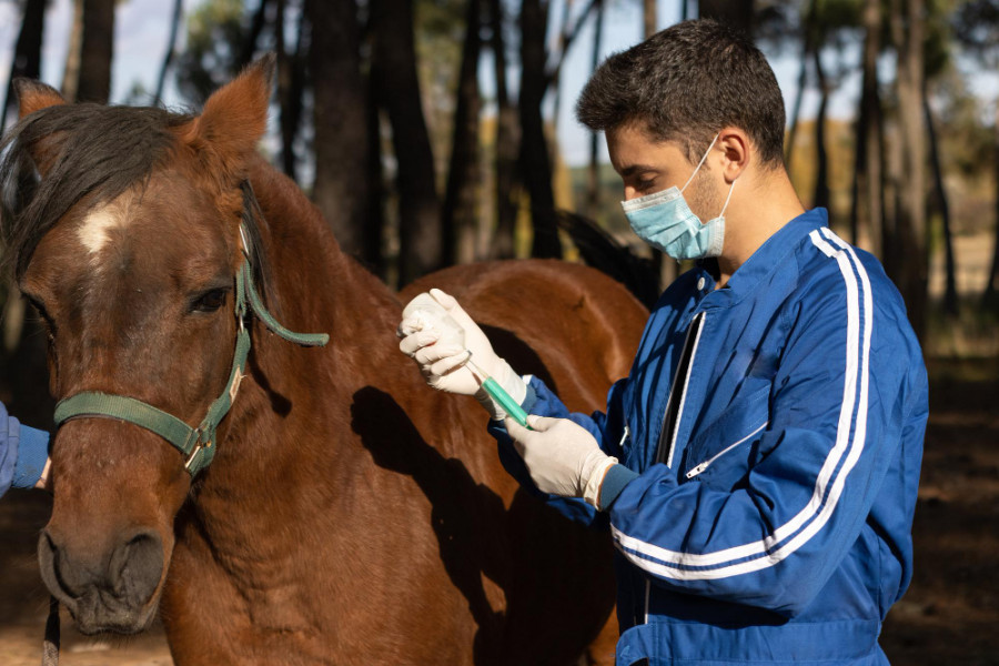 Veterinario mascara guantes preparando medicamentos caballo vista frontal arboleda fondo