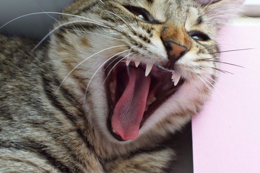 Dientes gato