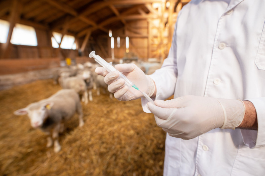 Veterinario oveja