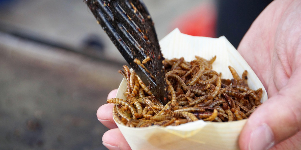 Investigadores españoles indican que el consumo de insectos puede presentar ciertos riesgos