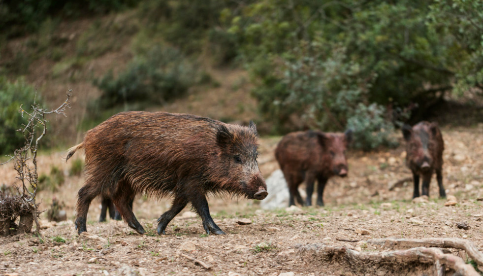Las novedades del nuevo Reglamento para la protección contra la peste porcina africana