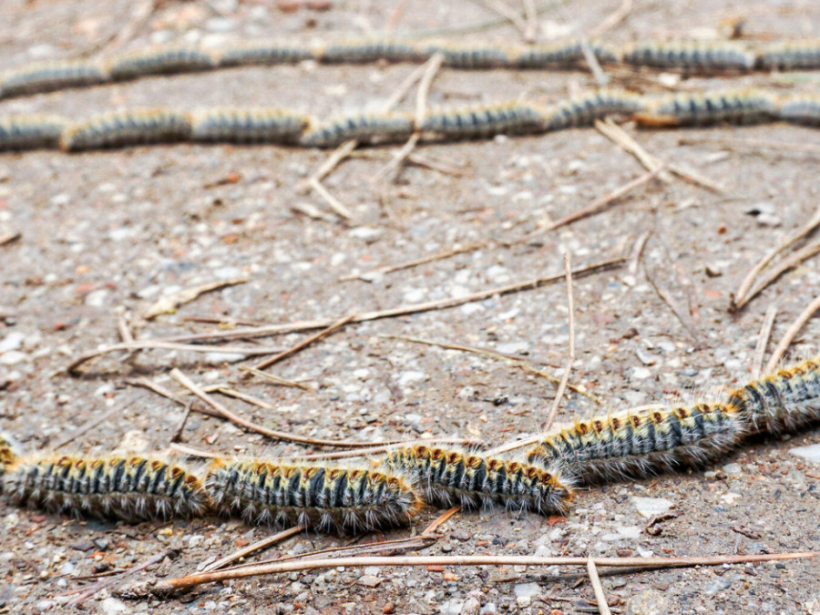ORUGA PROCESIONARIA PERROS PLAGA VERANO