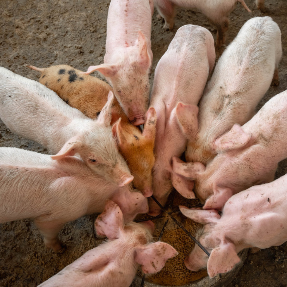 Demuestran que es posible evaluar de forma fiable el bienestar en granjas de cerdos