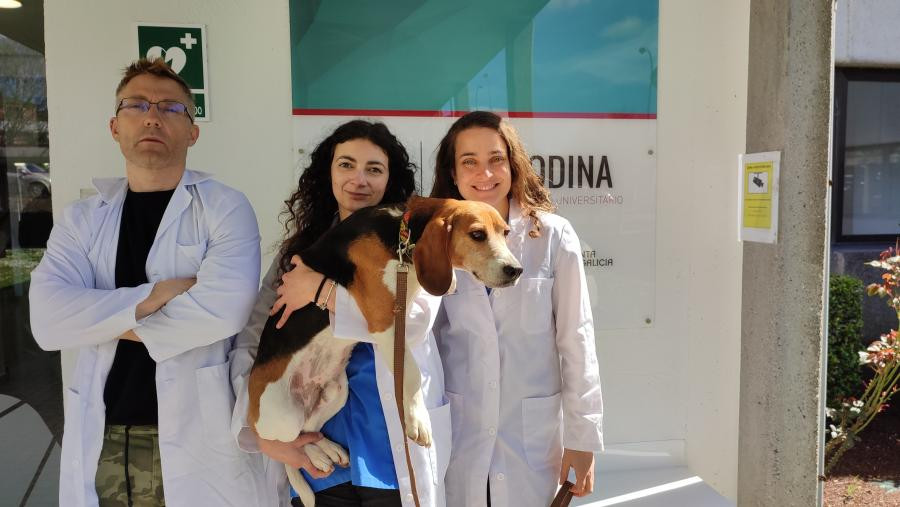 Veterinarios españoles estudian los neurotransmisores en perros con cuadro similar al TDAH