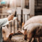 Los avances en investigación veterinaria reducen hasta un 60 % las enfermedades en granjas