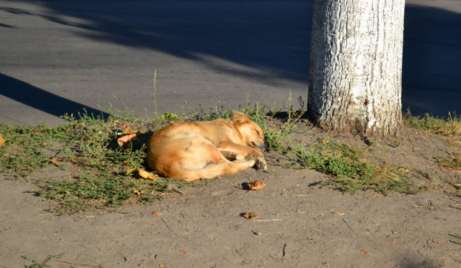 Stray dog with red golden hair lies ground near tree sunny morning (1)