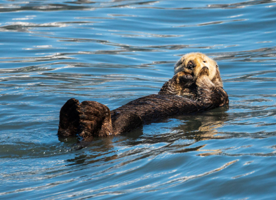 Nutria marina