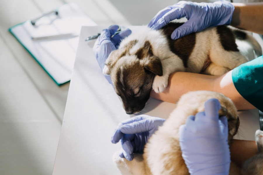 Checking breath male veterinarian work uniform listening breath small dog with phonendoscope veterinary clinic pet care concept