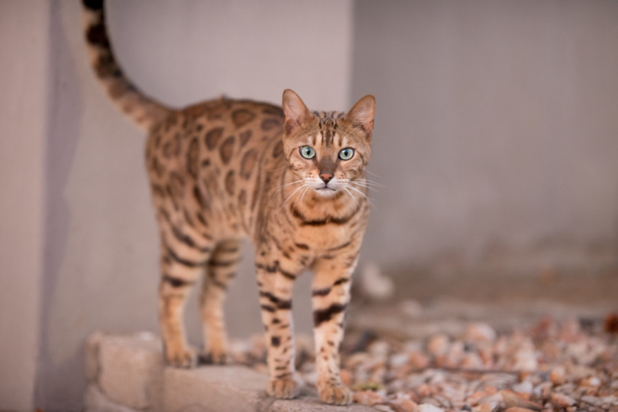 Gato savannah