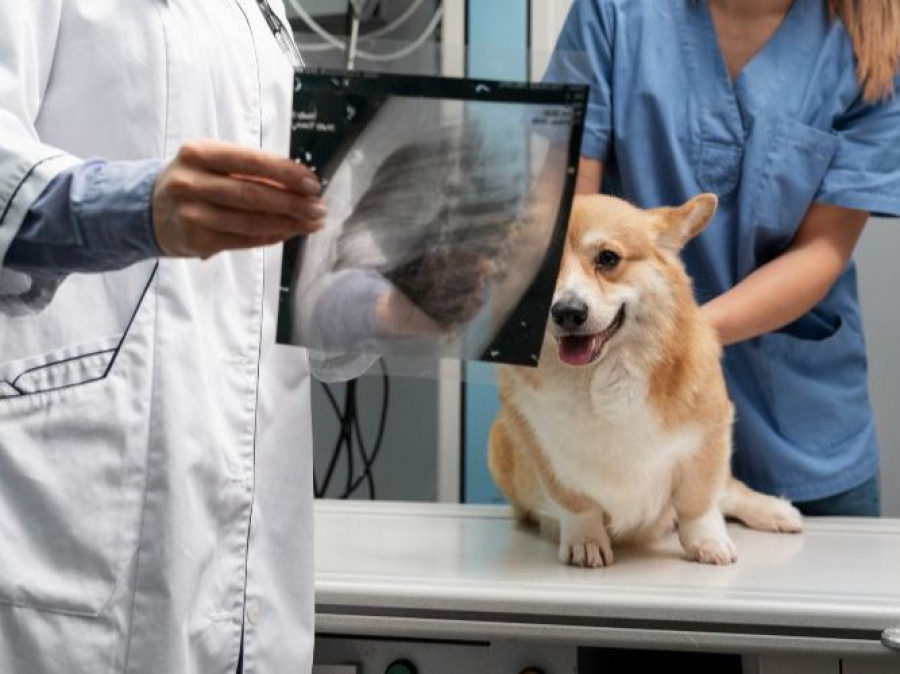 perro radiografia