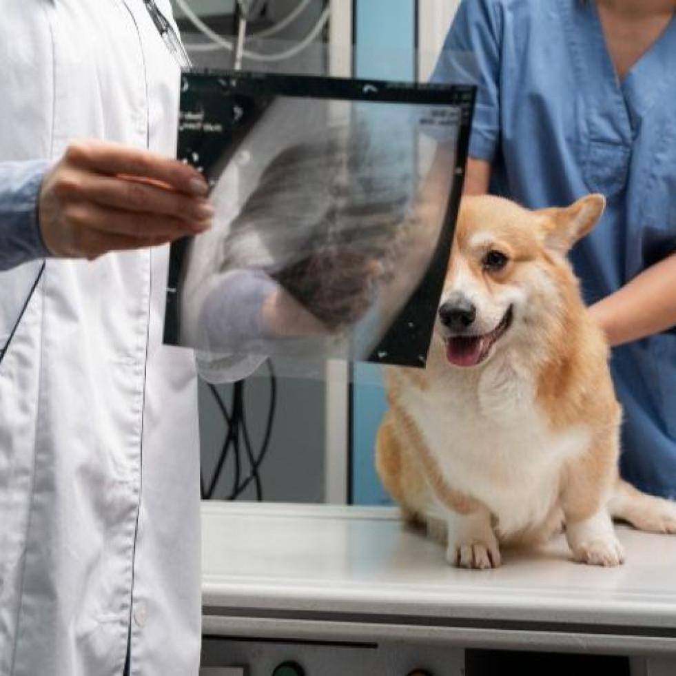 Resuelven con éxito y sin cirugía una hernia discal en un perro