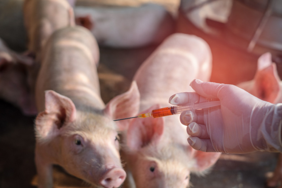 Cerdo veterinario