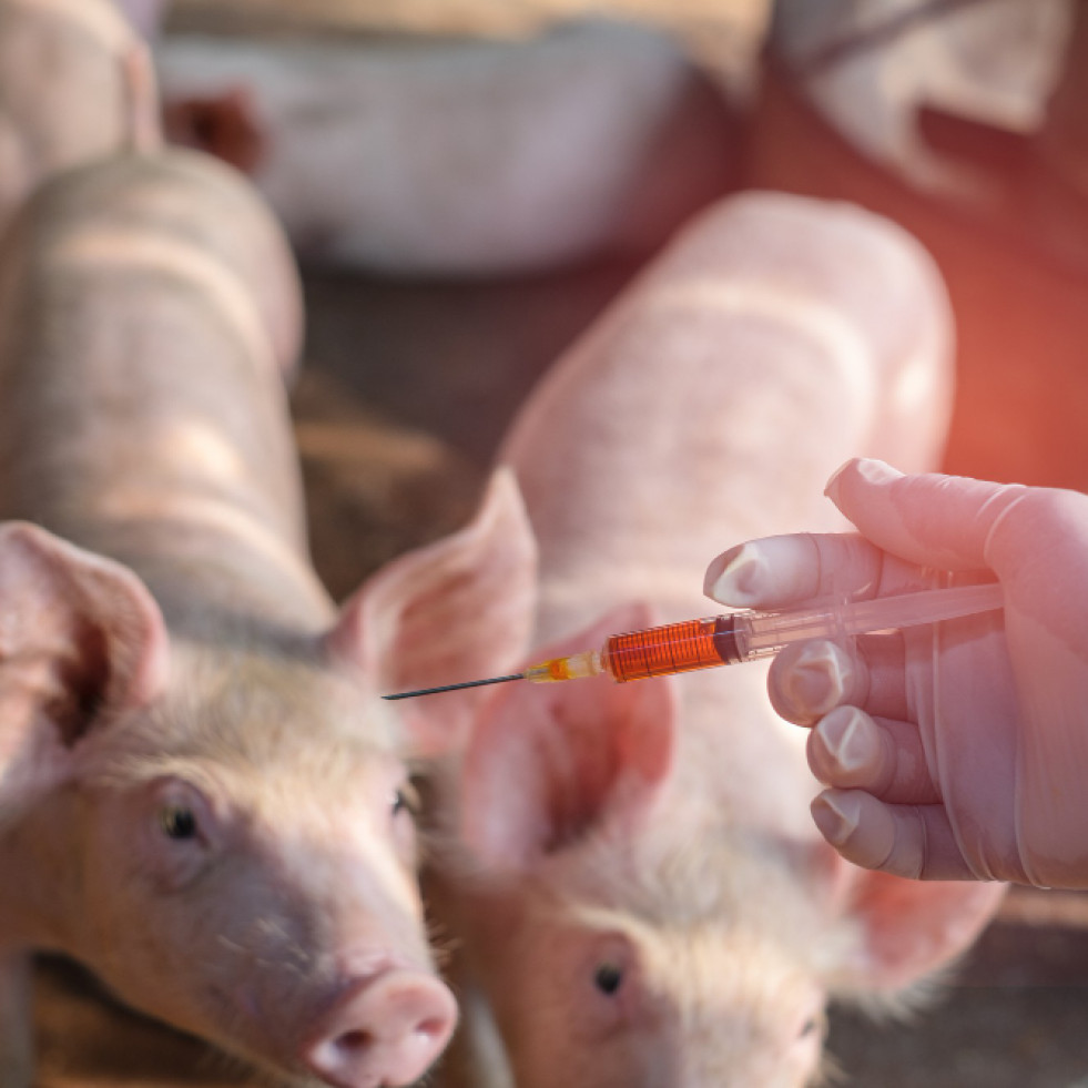 Francia obtiene resultados prometedores con una vacuna para hacer frente a la peste porcina africana