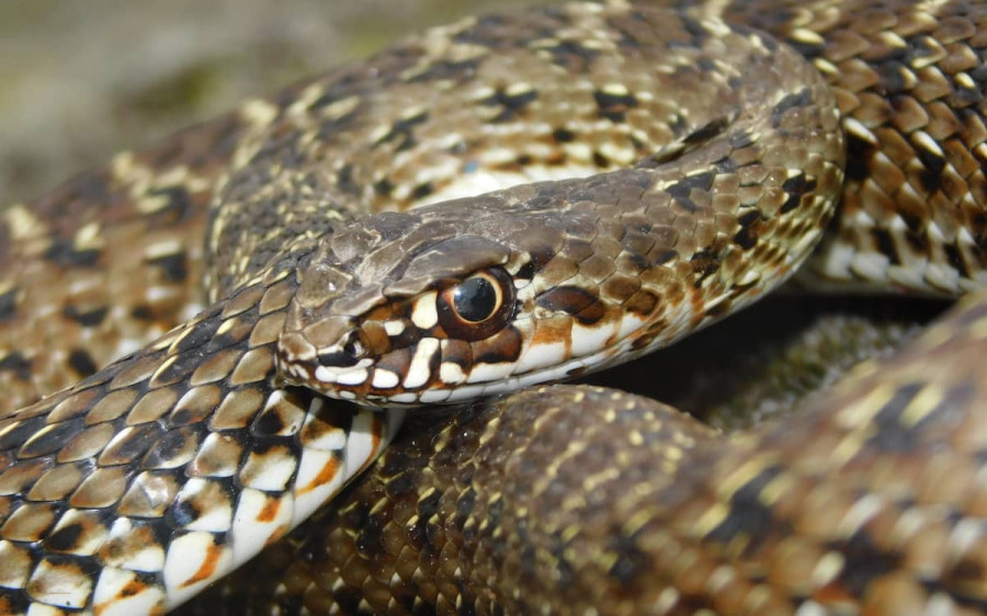 https://www.diarioveterinario.com/images/showid2/5885474?w=900