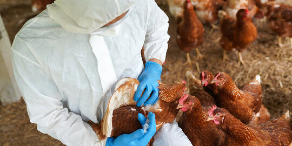 Confirman un nuevo caso de gripe aviar humana en Hong Kong