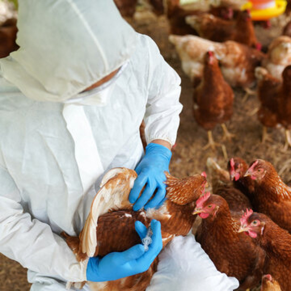 Confirman la muerte de la primera persona por gripe aviar de la variante H3N8