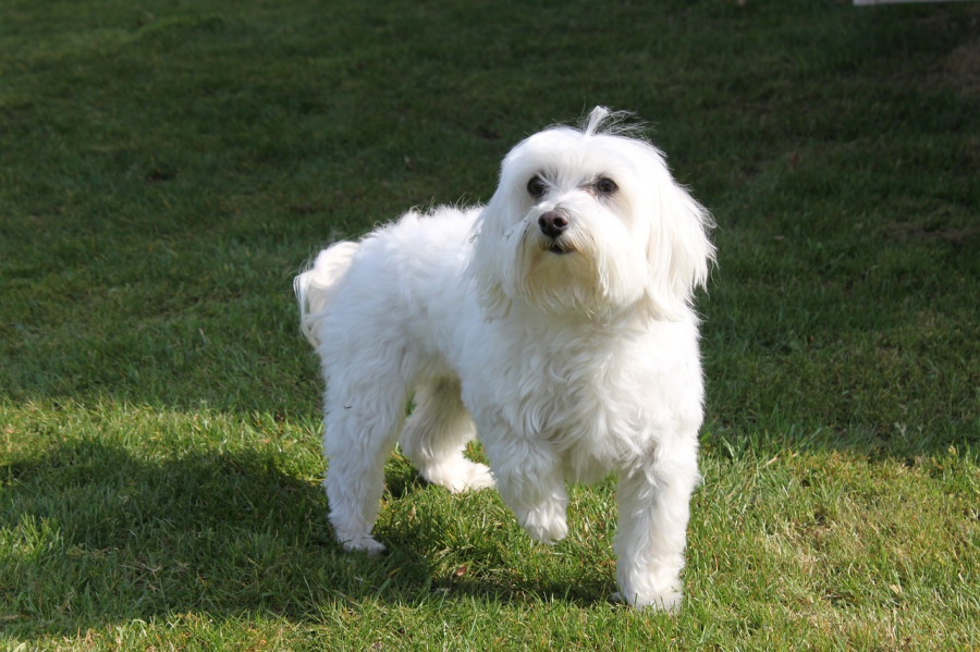 Bichón maltés
