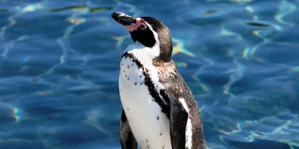 Un estudio resalta la importancia de los pingüinos en el funcionamiento ecológico del mar
