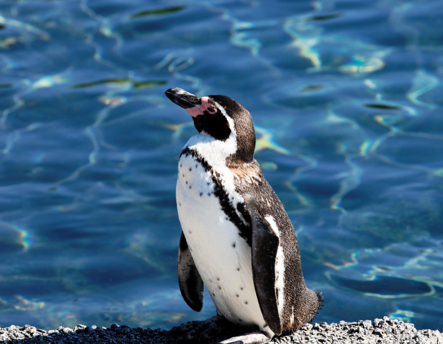 pinguino océano Antártico