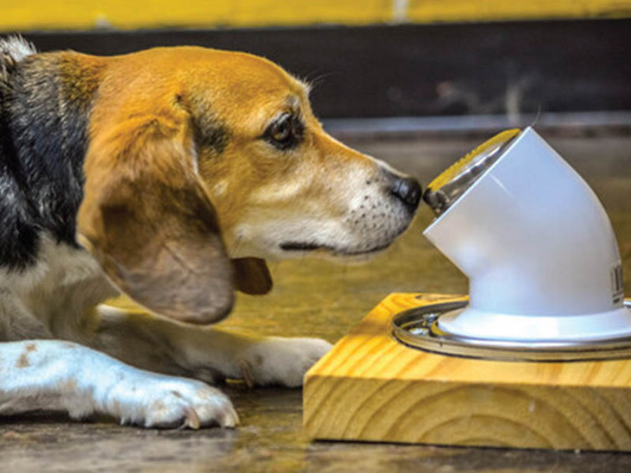 Perro muestras detectar