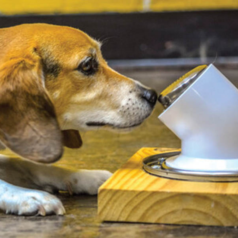 Perros entrenados pueden identificar el cáncer canino en muestras de saliva