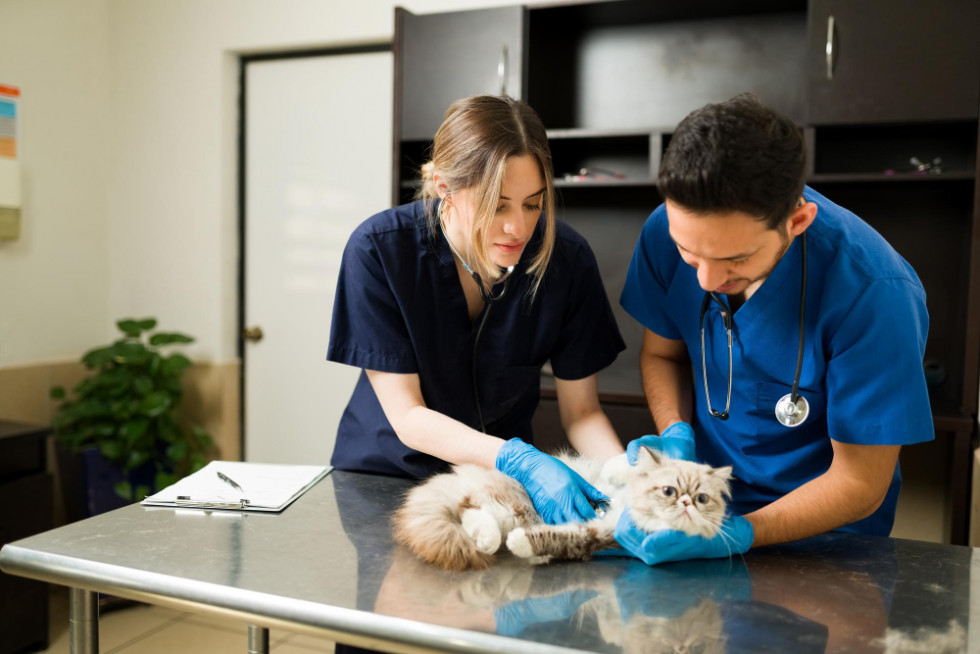 Convocan una beca de casi 14.000 € para estudiantes veterinarios