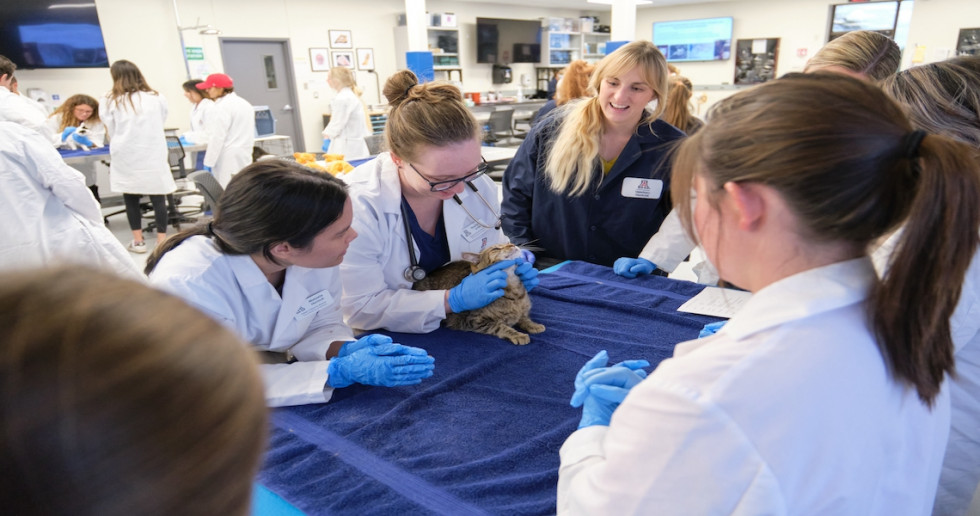 ¿Cuál es la situación de los egresados de Veterinaria a los 4 años de graduarse?