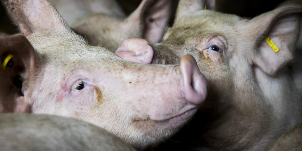 Validan en España un nuevo marcador presente en la saliva para conocer el estado inflamatorio en cerdos