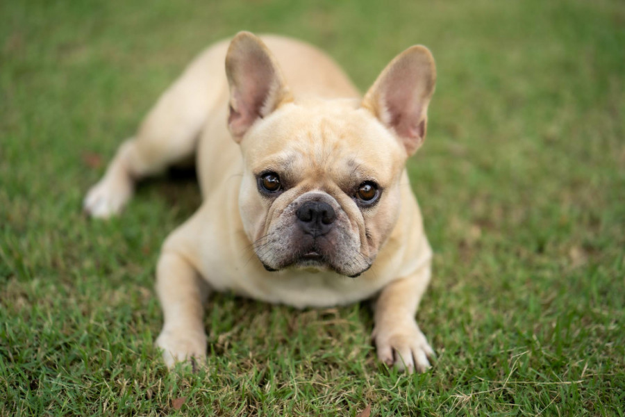 Bulldog francés