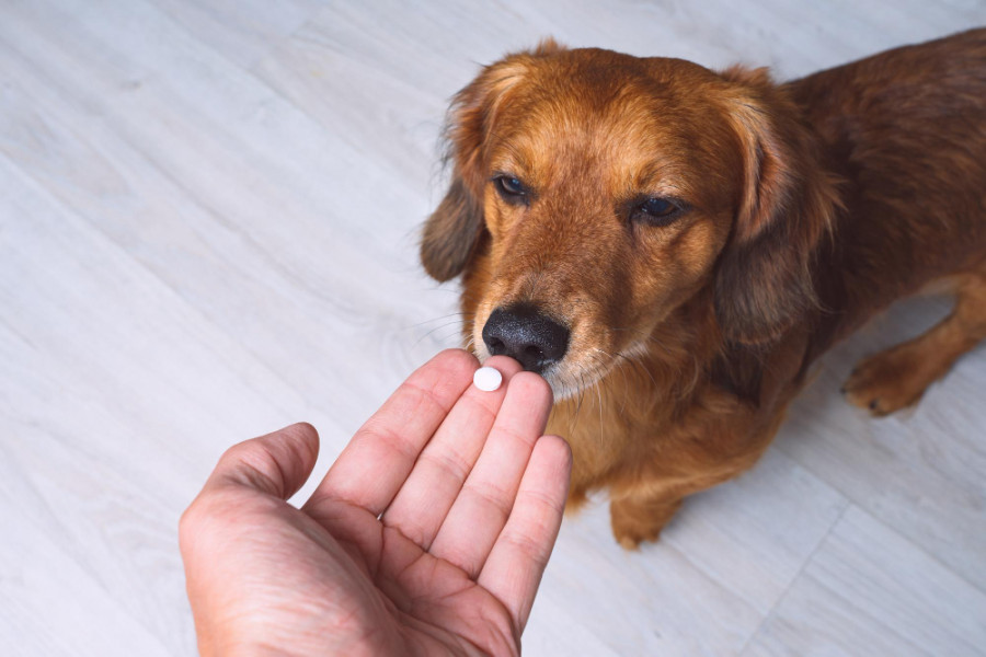Pastilla perro