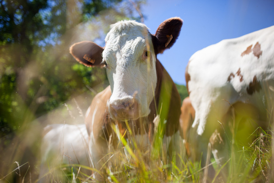 Vaca ganadería