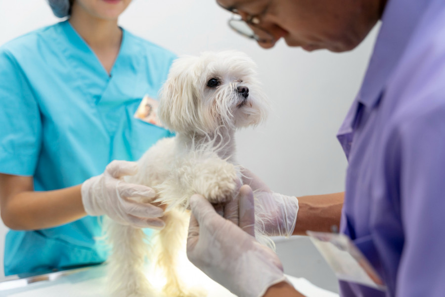 Perro veterinario