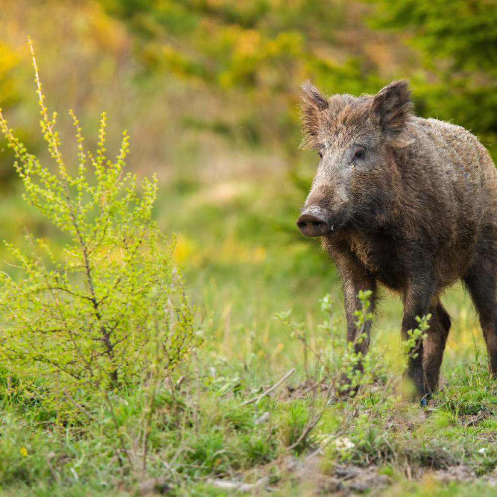 España, entre los países que lideran la producción de estudios sobre la peste porcina africana