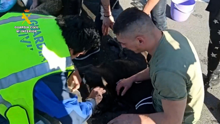 Rescate perros navarra gc