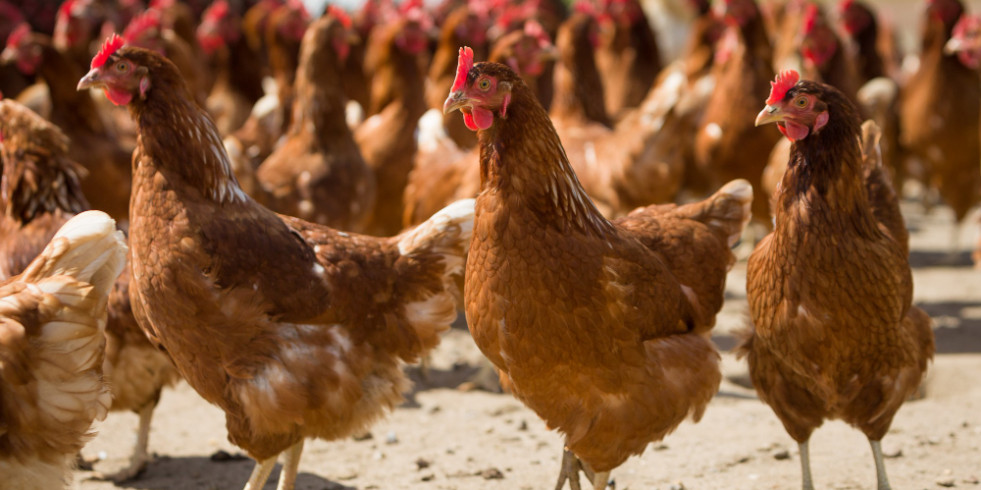 EEUU inicia ensayos de varias vacunas contra la gripe aviar