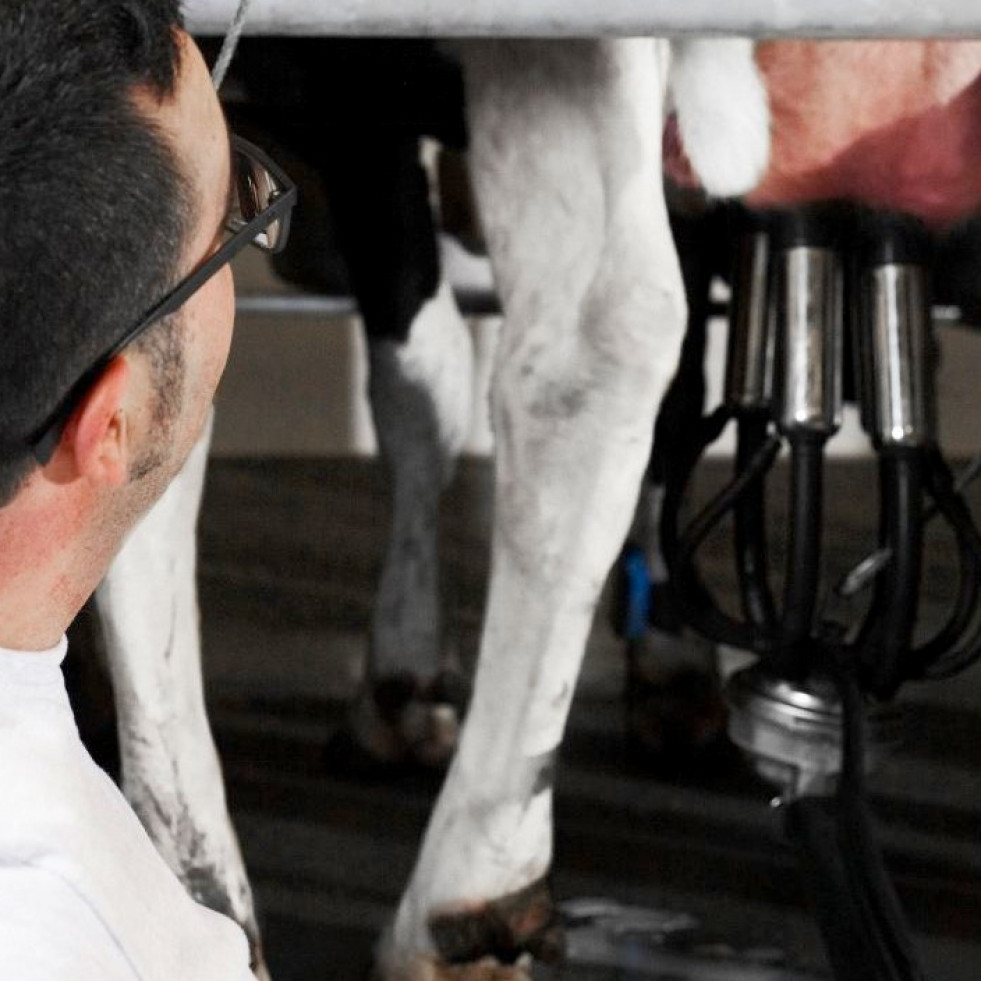 Un proyecto español busca reutilizar la leche de desecho con residuos de antibióticos