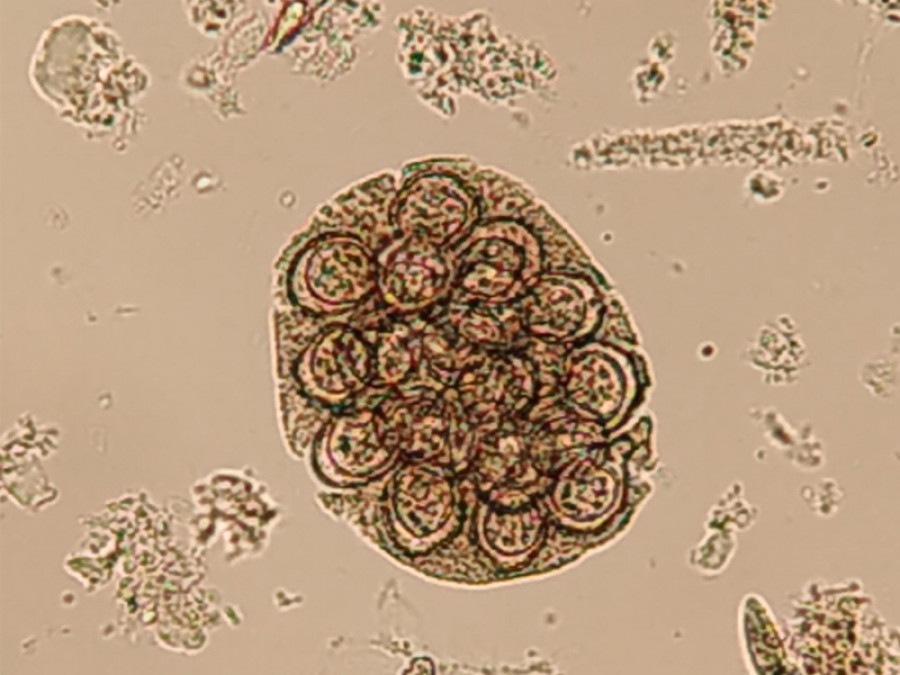 Dipylidium caninum ok