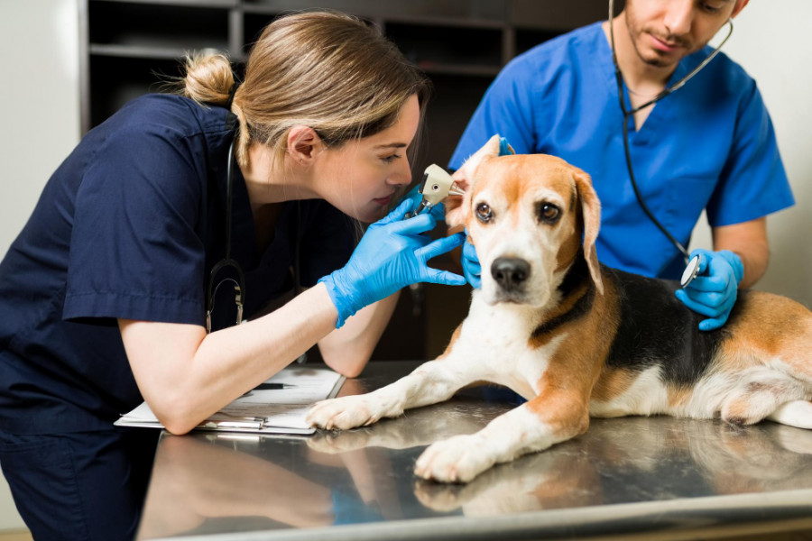 Veterinaria perro oreja