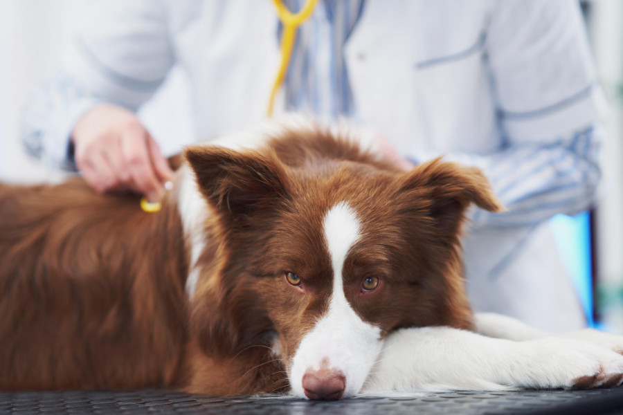 Border collie
